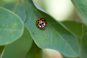ladybug on a leaf