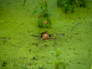 Frog in a garden pond