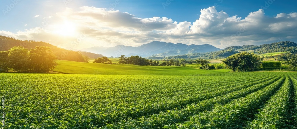 Fototapete green soybean fields in early summer and rice paddies that have been planted already. with copy spac