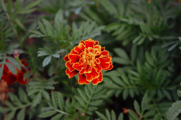 Marigold flowers on deep green grass background. Marigold in flower bed, close up. Beauty in nature. Natural background. Flowers in bloom. Floral pollination concept. Summer nature. 