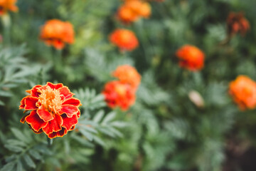 Marigold flowers on deep green grass background. Marigold in flower bed, close up. Beauty in nature. Natural background. Flowers in bloom. Floral pollination concept. Summer nature. 