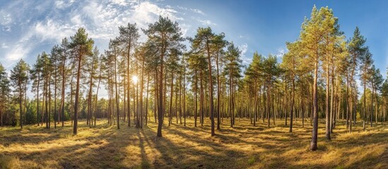 Golden Sunlight Filtering Through Pine Trees