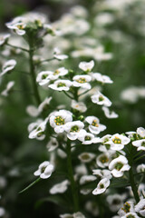 Spirea bush with delicate white flowers. White flowers on dark green background. Beauty in nature. White spirea in bloom. Floral background. White flowers on deep green foliage background.