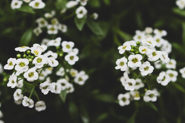 Spirea bush with delicate white flowers. White flowers on dark green background. Beauty in nature....