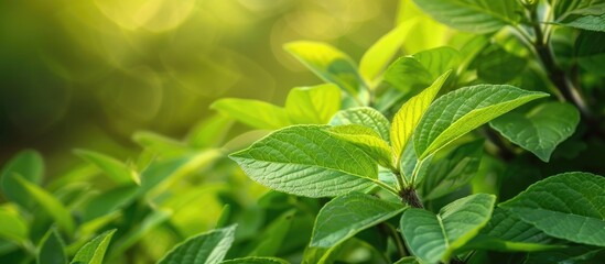 Perspective of very fresh young leaves. with copy space image. Place for adding text or design