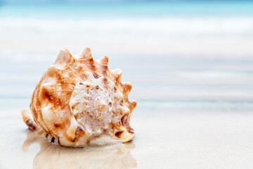Seashell with a beautiful intricate pattern sits on the ocean beach. Abstract tropical nature template with copy space