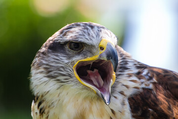 close up of an eagle