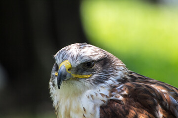 close up of a hawk