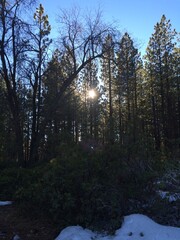 Obraz premium Sun Shining through Tall Pine Trees in Winter near Big Bear, California 