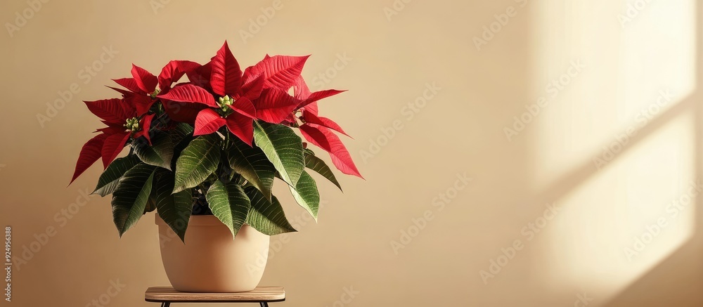 Poster potted poinsettia on a stand in a decorated room with room for text traditional christmas flower. wi