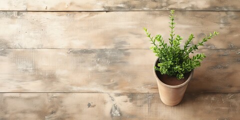 A single green potted plant placed on a weathered distressed wooden surface, giving a simple yet elegant look.
