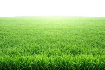 Obraz premium Green grass field png