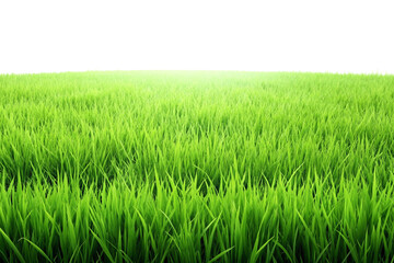 Obraz premium Green grass field png
