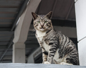 Fototapeta premium Selective focus stray cat or white tabby domestic cat looking at the camera while monitoring from above standing upright on the fence of the house during the day