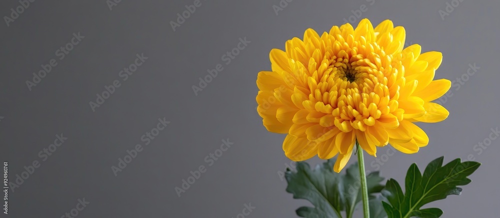 Poster Yellow chrysanthemum set against a gray background. with copy space image. Place for adding text or design