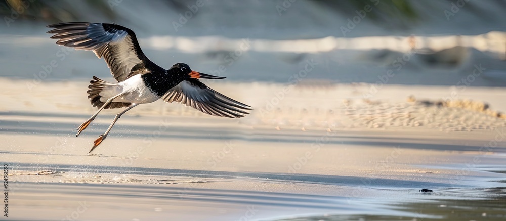Aufkleber Oystercatcher with wings extended while on a beach. with copy space image. Place for adding text or design