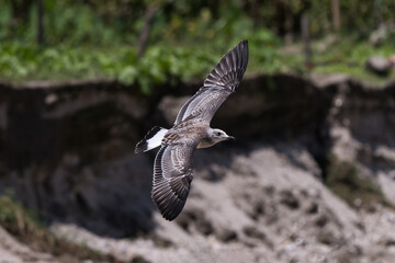 Pallas's Gull in flight. Pallas's gull (Ichthyaetus ichthyaetus ), also known as the great black-headed gull. 