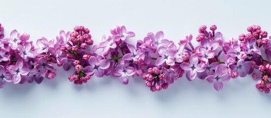 Frame with small lilac flowers on a white background. with copy space image. Place for adding text or design