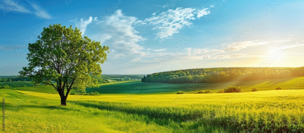 Leinwandbilder Pine tree located in a green cornfield under the blue sky. with copy space image. Place for adding text or design