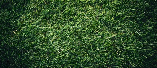 Grass texture backdrop synthetic grass. with copy space image. Place for adding text or design