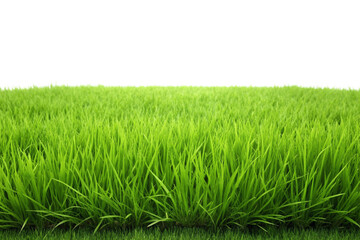Obraz premium Green grass field png
