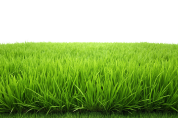 Green grass field png