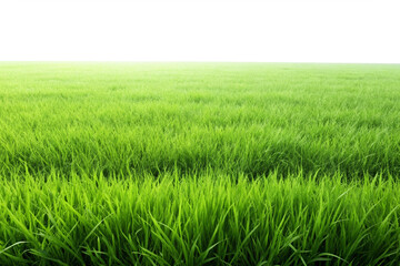 Green grass field png