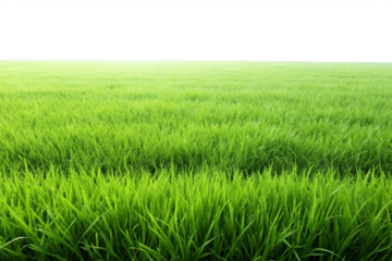 Green grass field png