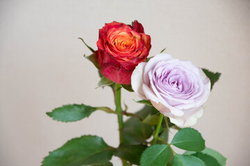 2色のバラ