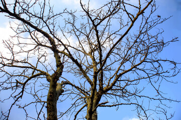 bare  tree branches against blue sky