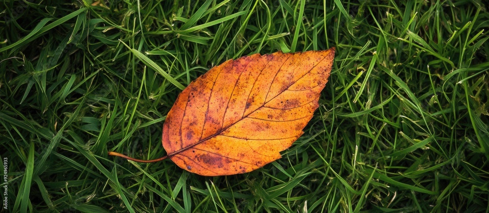 Poster a dry autumn leaf resting on the grass. with copy space image. place for adding text or design