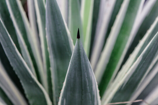 Selective focus close up Yucca gloriosa or tombak raja or Asparagaceae or Adam's needle or Spanish bayonet or Spanish dagger or bear-grass or needle-palm or spoon-leaf yucca in the garden at day