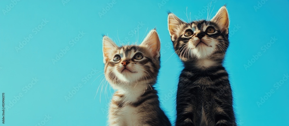 Poster two cats against a blue sky. with copy space image. place for adding text or design
