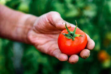 Woman's hands picking fresh tomatoes in greenhouse.