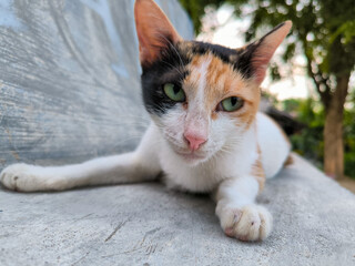 a cat sleeping on a chair in front of a house