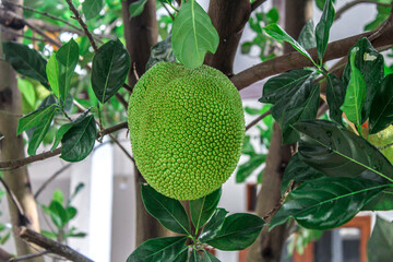 selective focus of jackfruit tree bearing fruit in the garden during the day