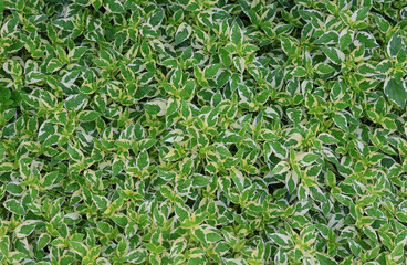 Chinese violet leaves white and green color in nature background