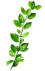 A close-up of vibrant green leaves on a branch against a white background, highlighting nature's freshness and beauty.