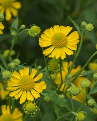 Beautiful close-up of helenium autumnale
