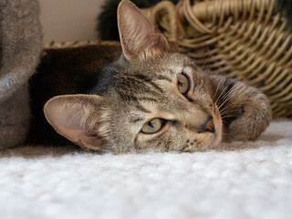 Niedliche Katze, schaut skeptisch in die Kamera