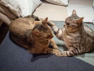 little cutre cats
