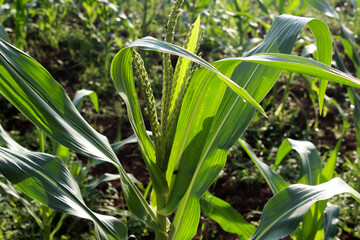 Obraz premium selective focus corn field with young corn plants that have not yet produced fruit, outdoor during the day