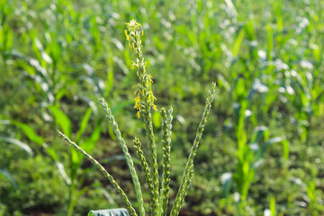 selective focus corn field with young corn plants that have not yet produced fruit, outdoor during the day