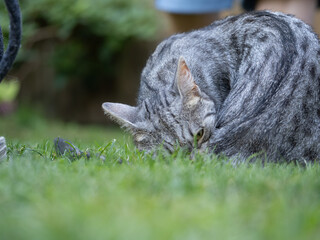 portrait of a cat