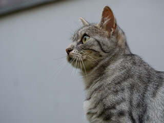 portrait of a cat