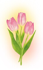 Watercolor tulips on a white background. A postcard for March 8, International Women's Day, birthday.