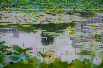 Summer lotus pond, dense lotus leaves, blooming lotus flowers, and various beautiful views of waterbirds