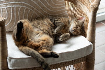 Schlafende junge Katze