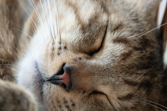 cute jung cats