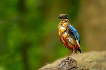 blue winged pitta after play the water in the lake